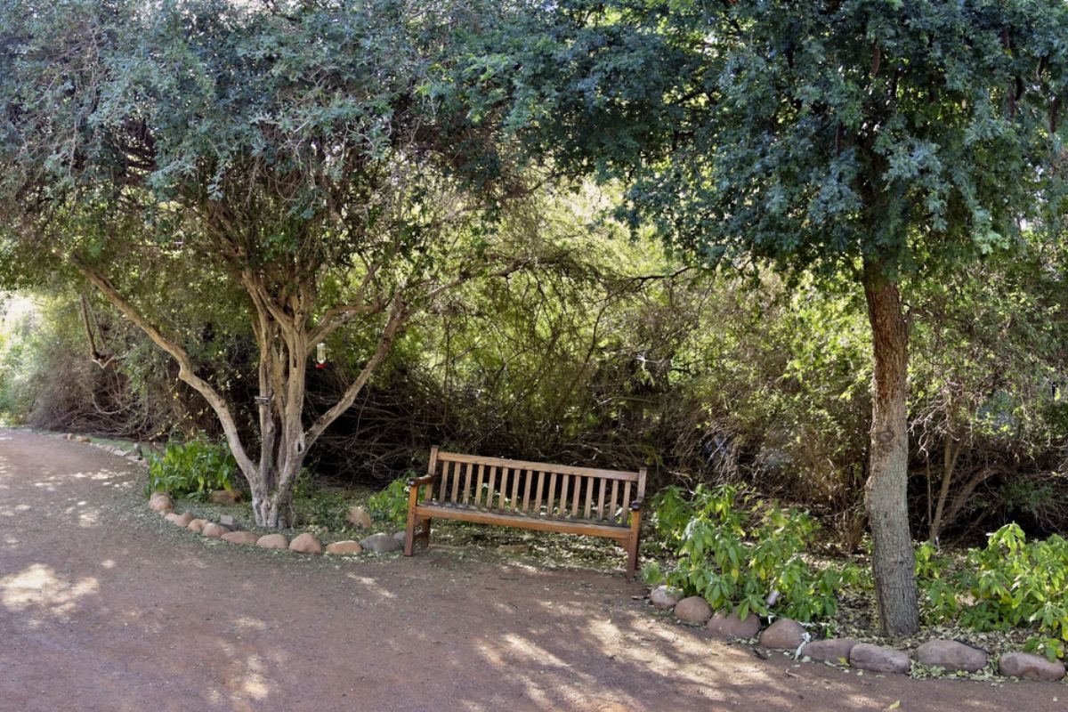 Rüyada Abanoz ağacı görmek