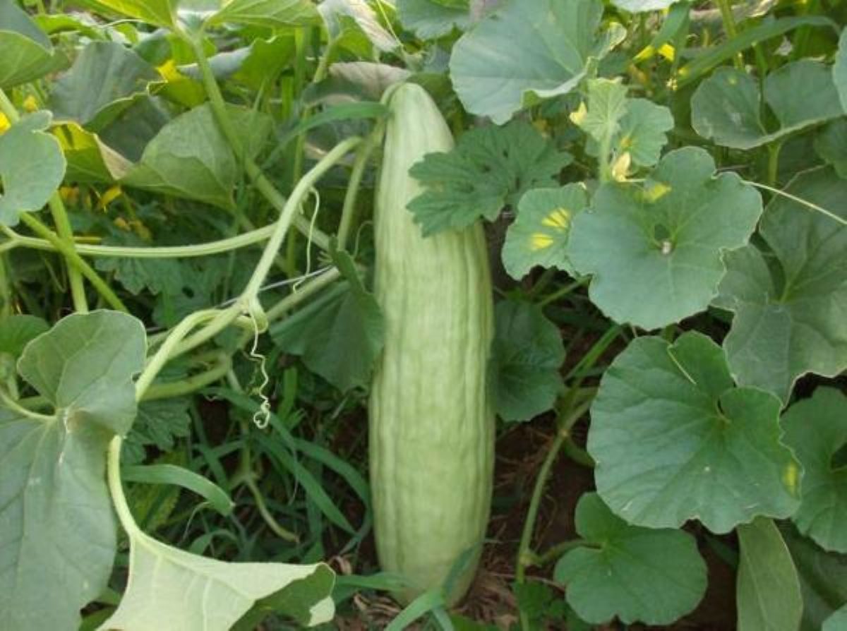 Rüyada Acur görmek