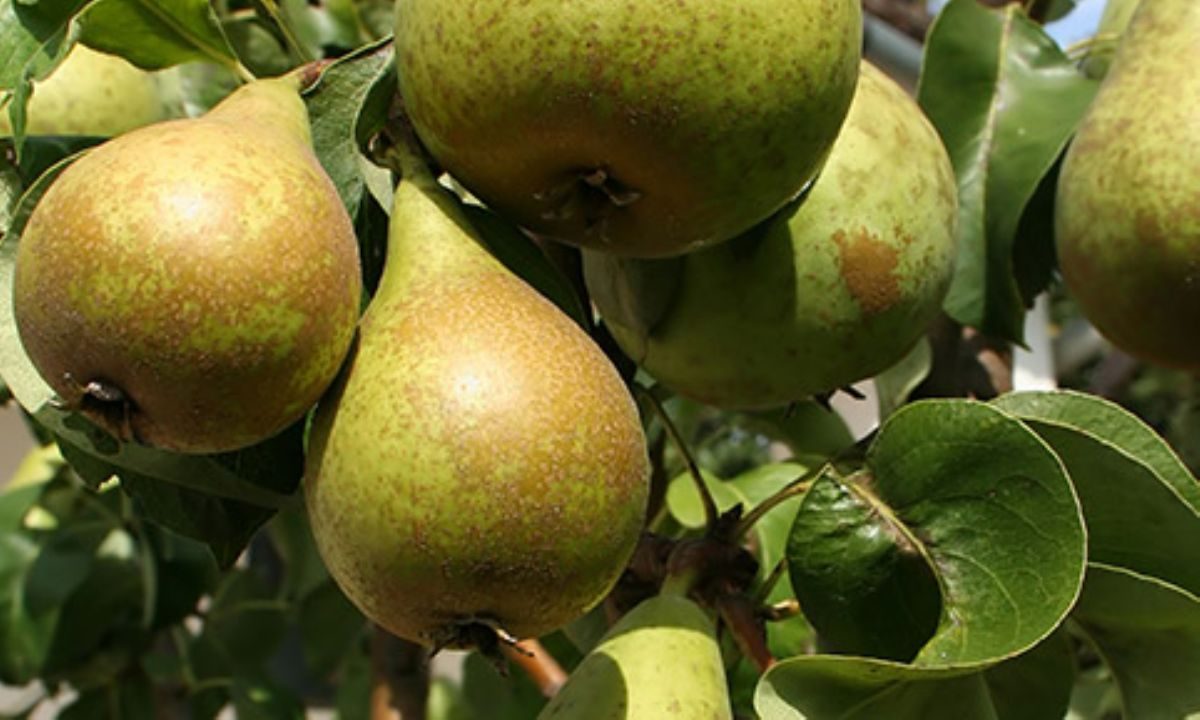 Rüyada Ahlat görmek