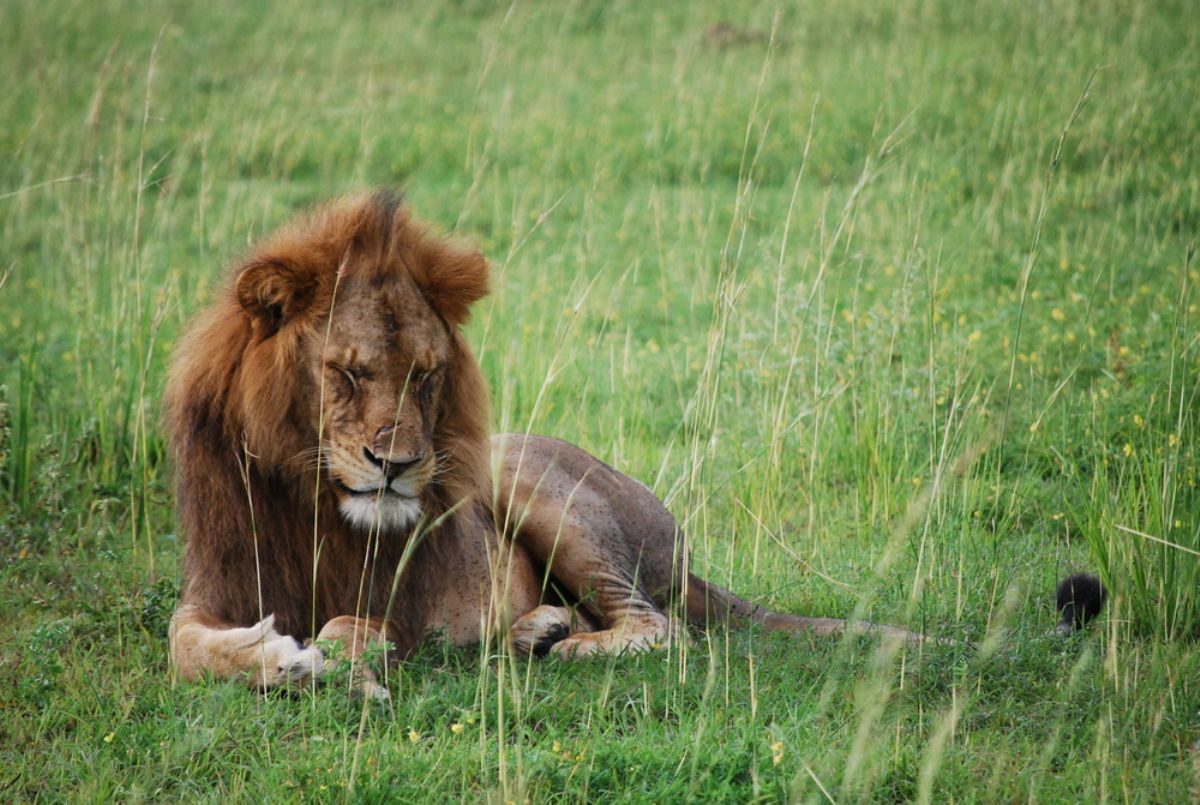 Rüyada Aslan görmek