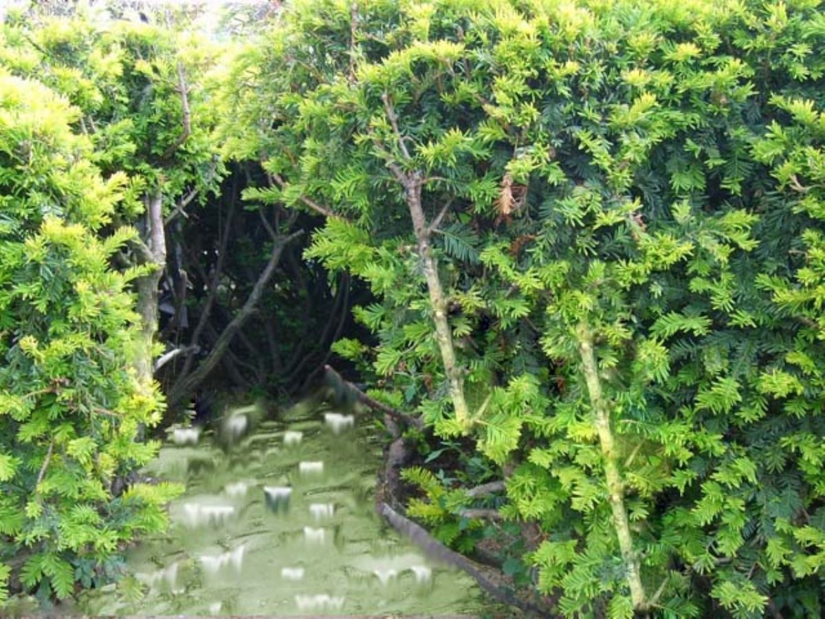 Rüyada Çalılık görmek