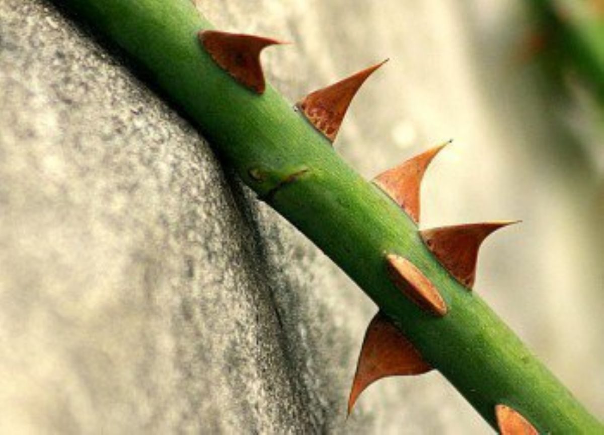 Rüyada Diken görmek