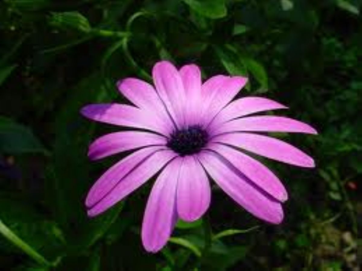 Rüyada Eflatun görmek