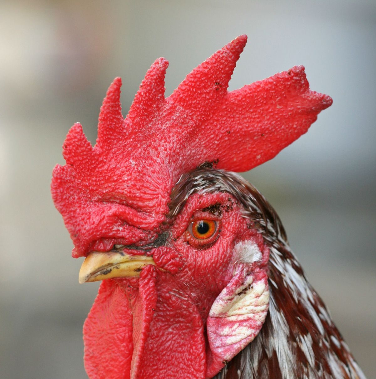 Rüyada İbik görmek