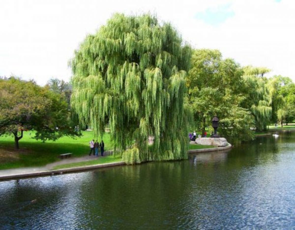 Rüyada Salkımsöğüt görmek