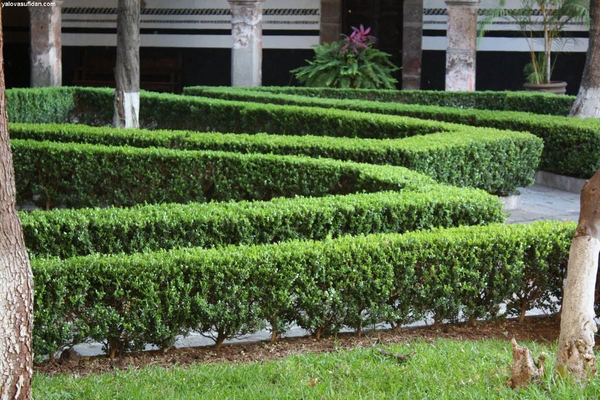 Rüyada Şimşir görmek