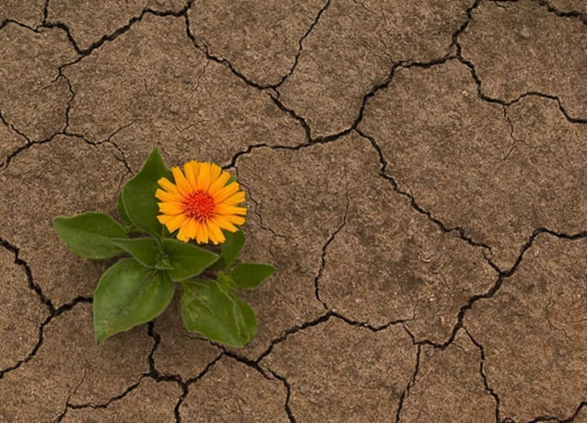 Rüyada Ümit görmek