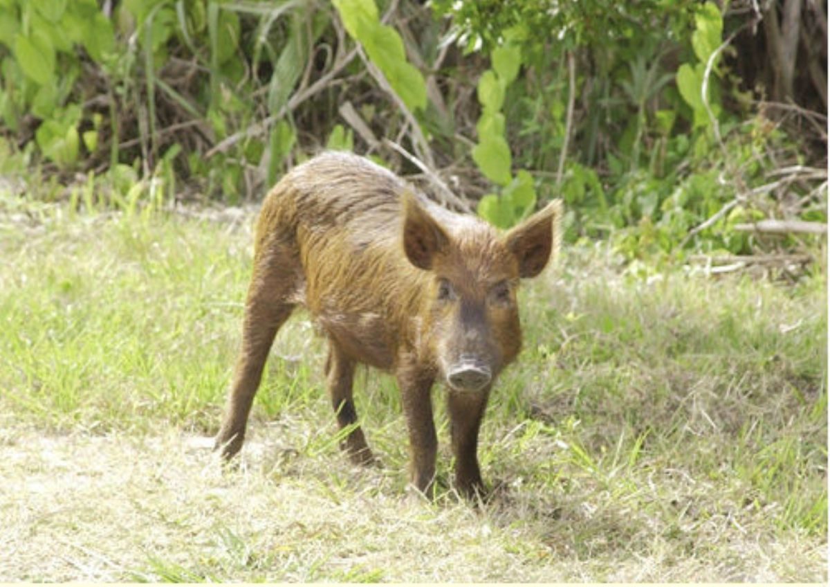 Rüyada Yaban domuzu görmek